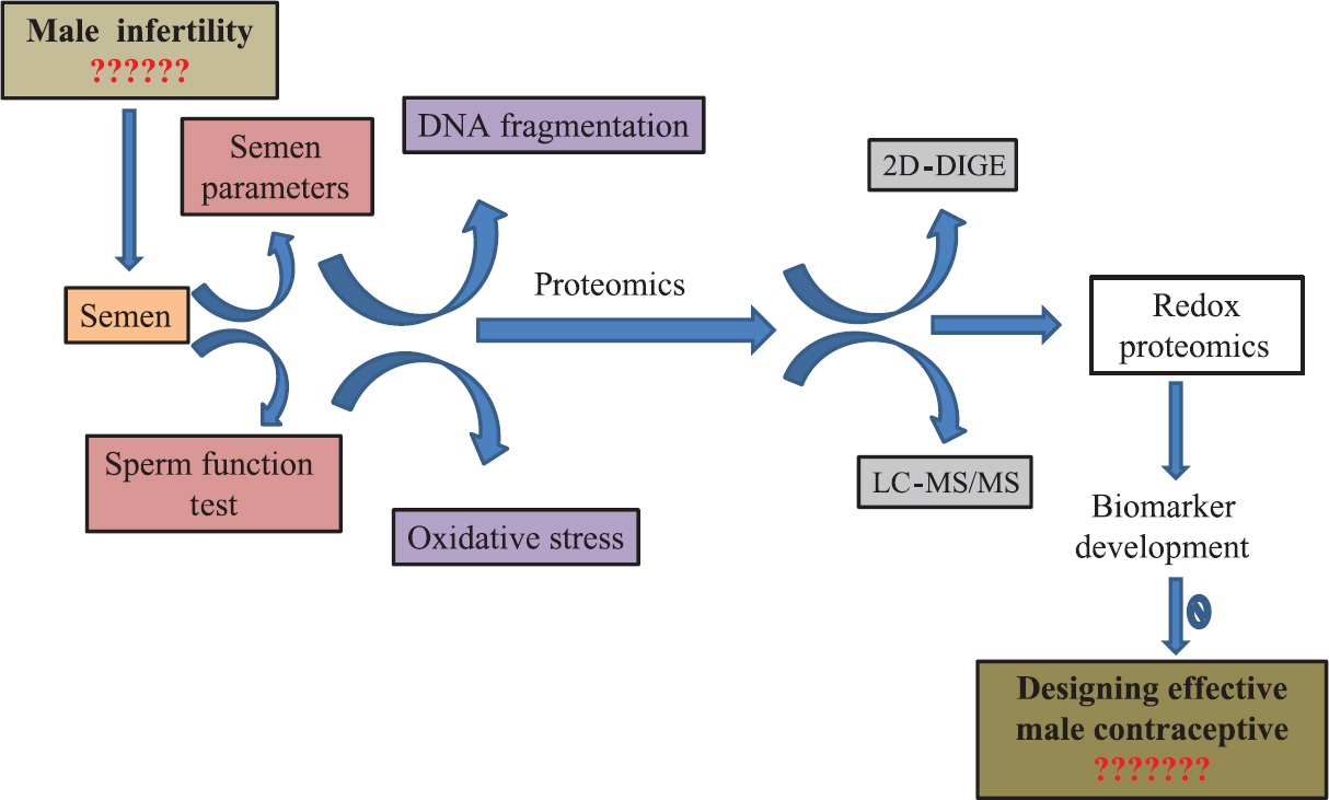 Schematic representation of progression in sperm functional analysis in understanding male fertility potential with a scope for developing suitable biomarkers and their manipulations to enable designing an effective male contraceptive. 2D, two-dimensional; DIGE, differential gel electrophoresis; LC-MS/MS, liquid chromatography-tandem mass spectrometry.